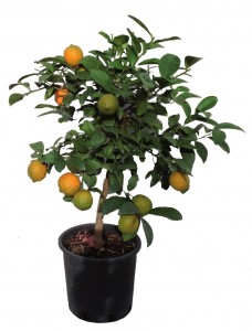 Citrus Aurantifolia Rangpur