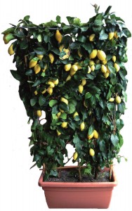 Citrus Limon Spalliera
